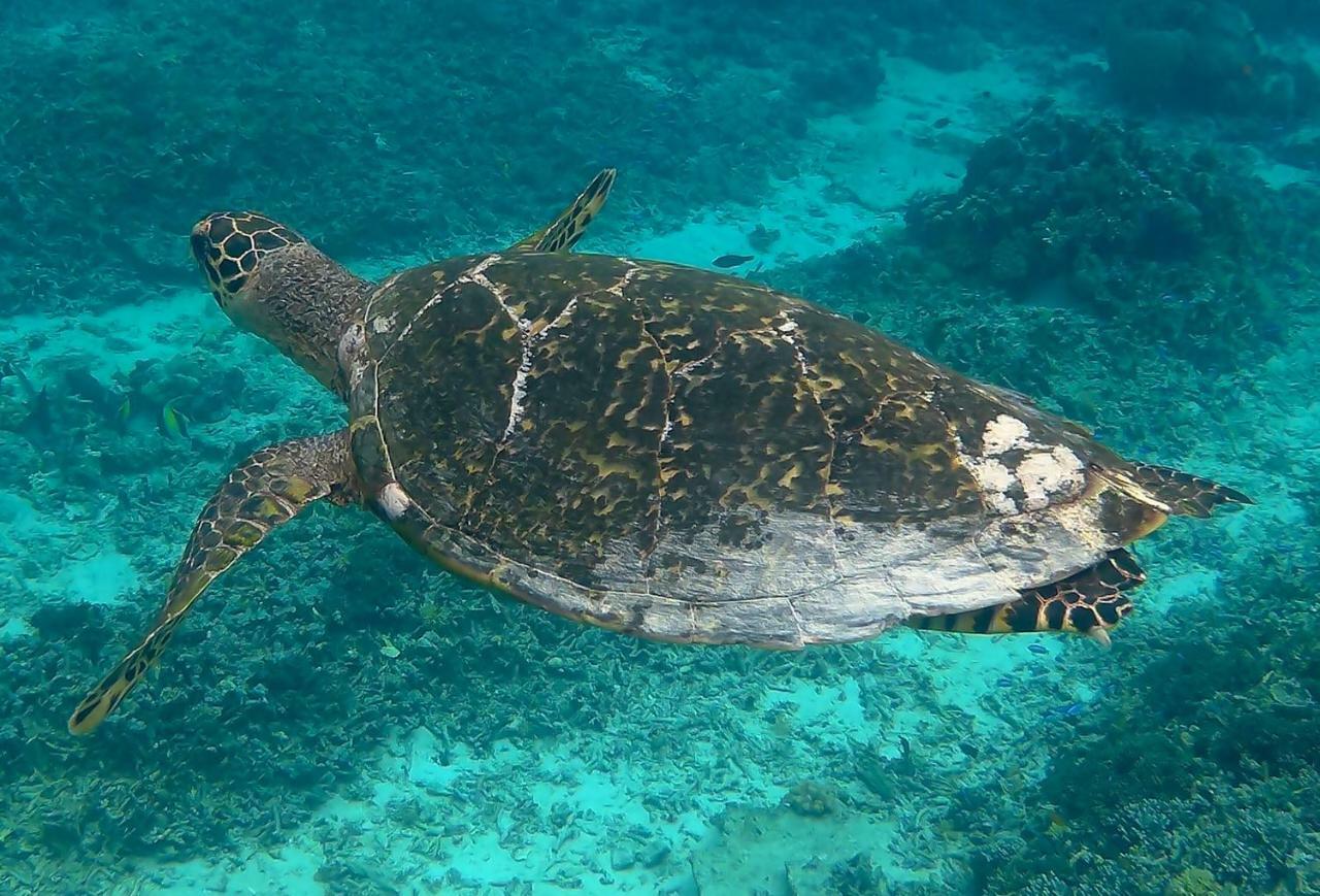 Meno Madia Bungalows Gili Meno Zewnętrze zdjęcie